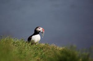 puffins